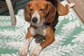Beagle