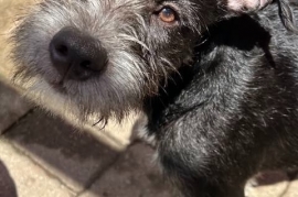 Mixed Breed