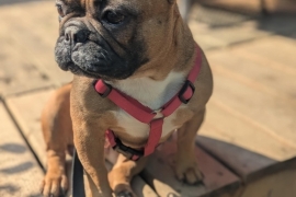 French Bulldog
