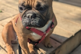 French Bulldog