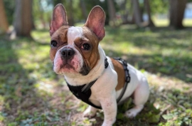 French Bulldog