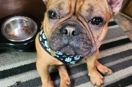 French Bulldog