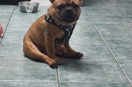 French Bulldog