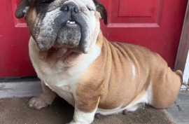 English Bulldog