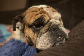 English Bulldog