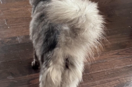 Maine Coon Maine Coon