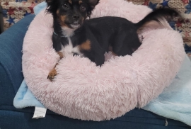 Papillon