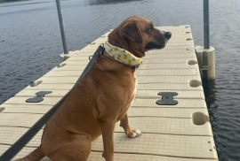 Mixed Breed
