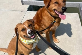 Mixed Breed Mixed Breed