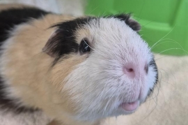 Guinea Pig