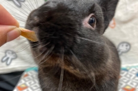 Bunny Rabbit Bunny Rabbit