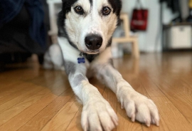 Husky