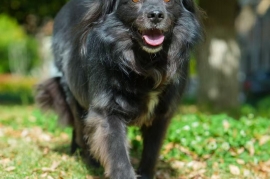 Mixed Breed