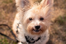 Yorkshire Terrier
