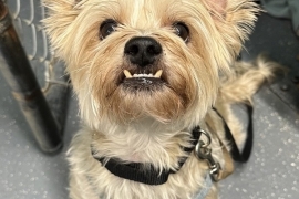 Yorkshire Terrier