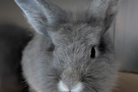 Bunny Rabbit Bunny Rabbit