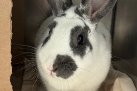 Bunny Rabbit Bunny Rabbit