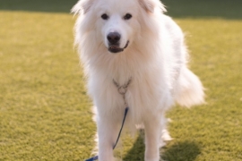 Great Pyrenees