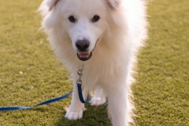 Great Pyrenees