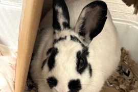 Bunny Rabbit Bunny Rabbit