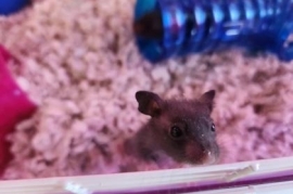 Hamster