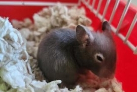 Hamster
