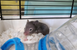 Hamster