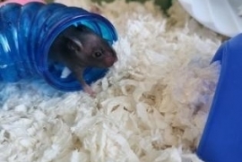 Hamster