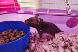 Hamster