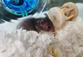Hamster