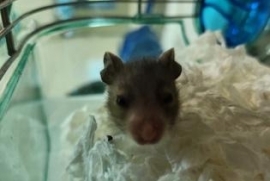 Hamster