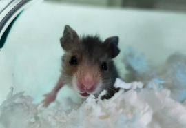 Hamster