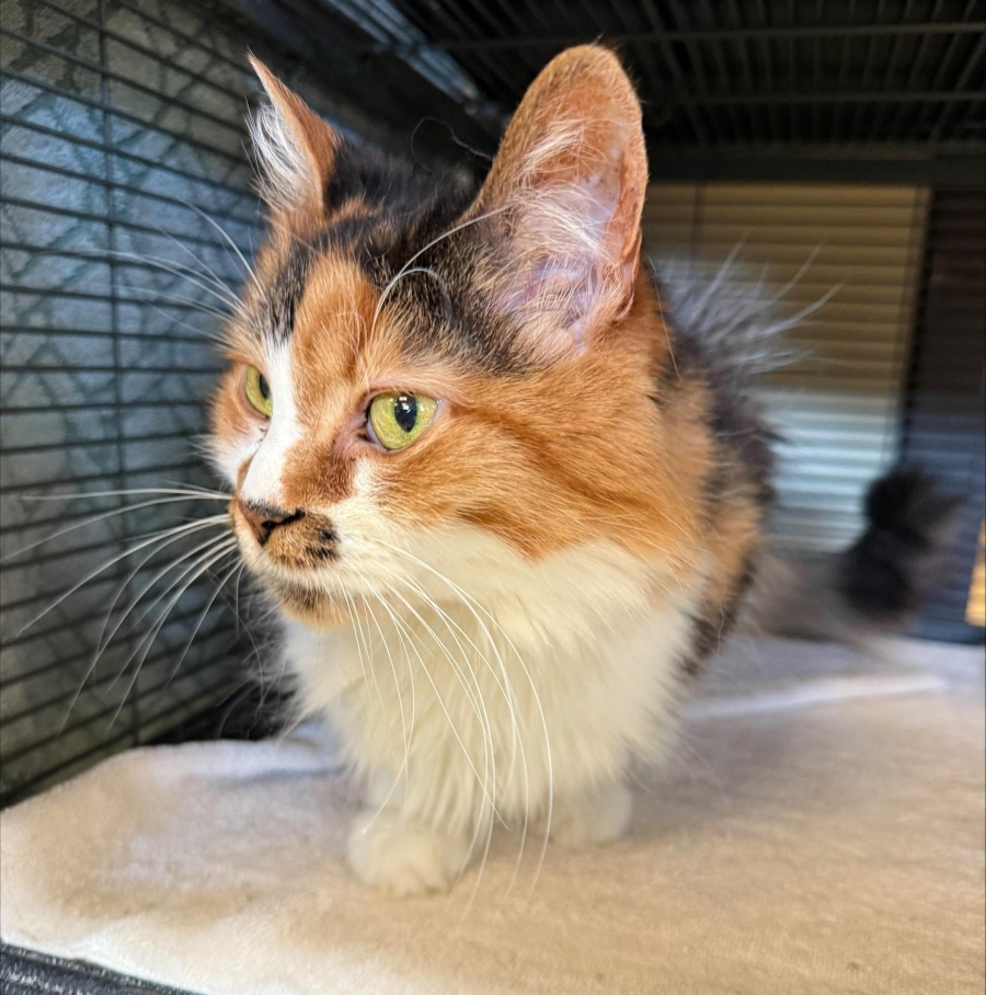 Domestic Medium Hair