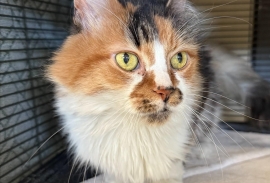 Domestic Medium Hair Domestic Medium Hair