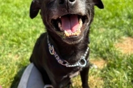 Mixed Breed
