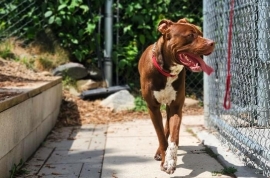 Mixed Breed