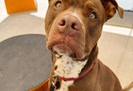 Mixed Breed