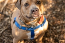 English Bulldog