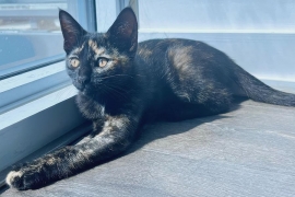 Domestic Short Hair Domestic Short Hair