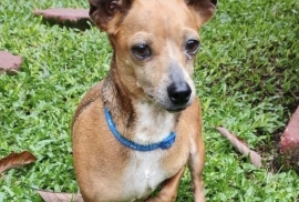 Chihuahua
