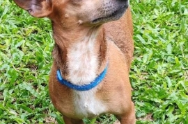 Chihuahua