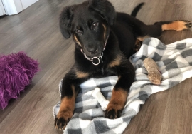 German Shepherd Dog German Shepherd Dog