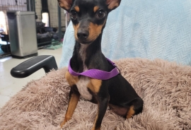 Chihuahua