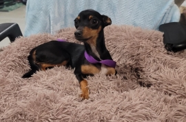 Chihuahua