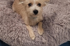 Cairn Terrier