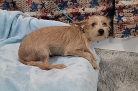 Cairn Terrier
