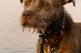 Terrier