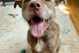 Terrier