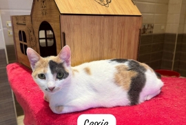 Turkish Van Turkish Van