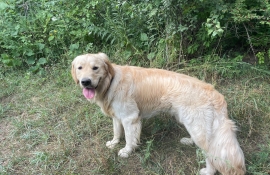 Golden Retriever
